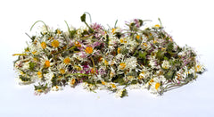 Daisy - Limited Quantity - HerbalMansion.com