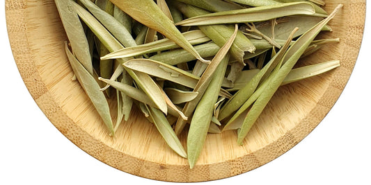 Olive Leaf