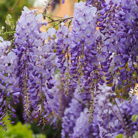 Wisteria Flowers - Limited Quantity - HerbalMansion.com