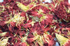 Carnation Flowers - HerbalMansion.com