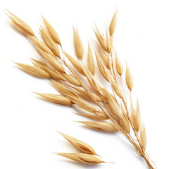 Whole Oat Groats (Avena sativa) - HerbalMansion.com