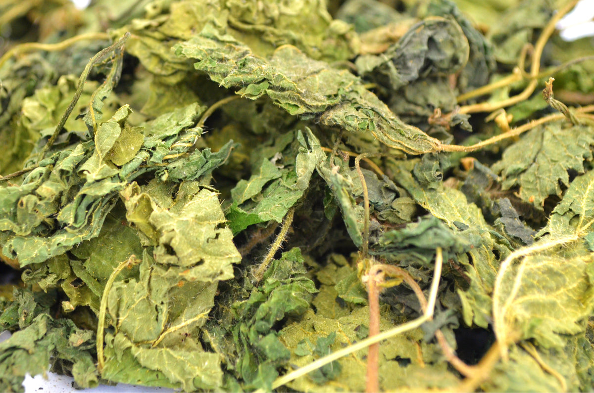 Stinging Nettle Leaf - Limited Quantity - HerbalMansion.com