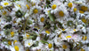 Daisy - Limited Quantity - HerbalMansion.com