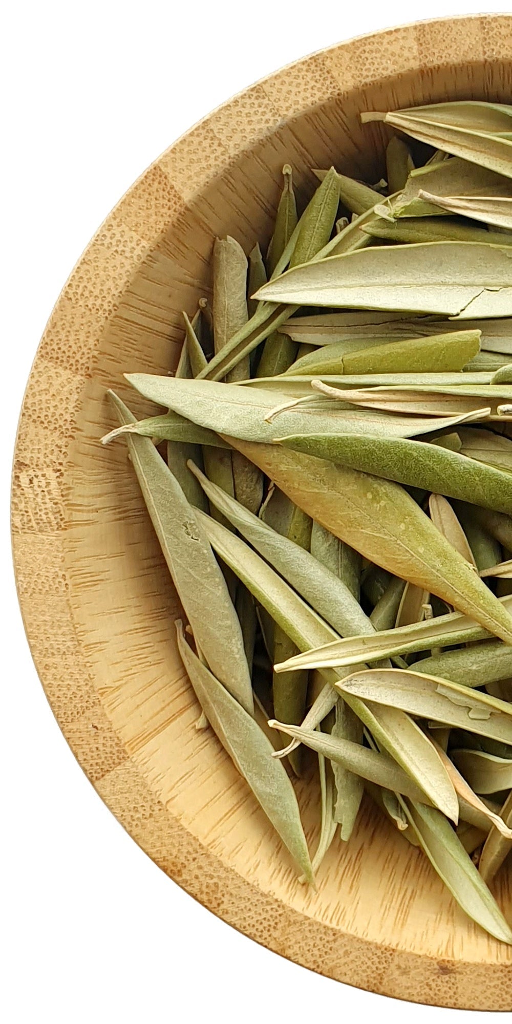 Olive Leaf