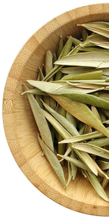 Olive Leaf
