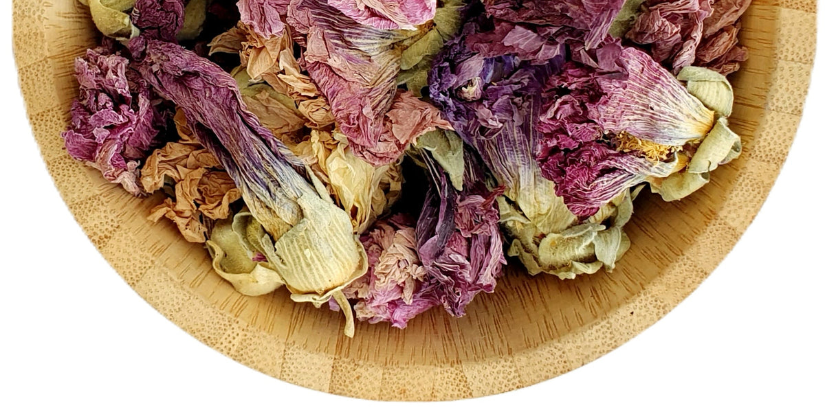 Purple Hollyhock - Mallow