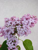 Dark Lilac Flowers - Limited Quantity - HerbalMansion.com