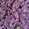 Dark Lilac Flowers - Limited Quantity - HerbalMansion.com