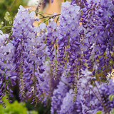Wisteria Flowers - Limited Quantity - HerbalMansion.com