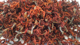 Magnolia Flowers - HerbalMansion.com