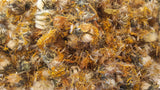 Dandelion Flowers - HerbalMansion.com