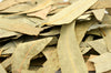 Eucalyptus Leaves - HerbalMansion.com