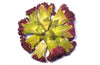 Carnation Flowers - Table Confetti - HerbalMansion.com