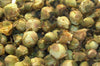 Camellia Buds - Table Confetti - HerbalMansion.com